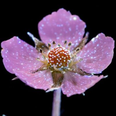 Project logo of Енергія життя