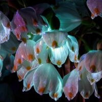 Квіткова аура 