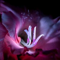 Полярне сяйво 