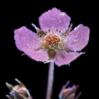 Сунична любов 