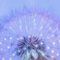 Пухнаста мрія 