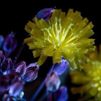 Жовто-блакитний 